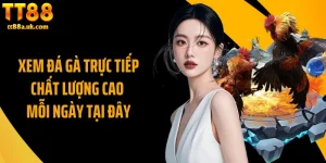 Xem Đá Gà Trực Tiếp Chất Lượng Cao Mỗi Ngày Tại Đây