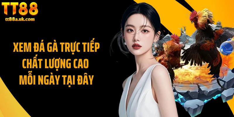 Xem Đá Gà Trực Tiếp Chất Lượng Cao Mỗi Ngày Tại Đây